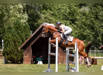 Pony tedesco, Castrone, 6 Anni, 147 cm, Sauro