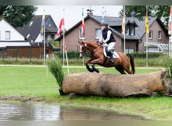 Pony tedesco, Castrone, 6 Anni, 147 cm, Sauro