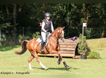 Pony tedesco, Castrone, 6 Anni, 147 cm, Sauro