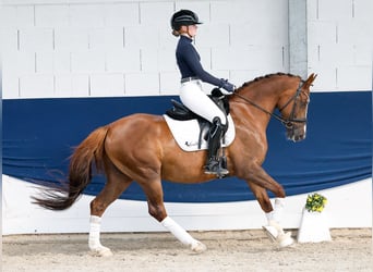 Pony tedesco, Castrone, 6 Anni, 147 cm, Sauro