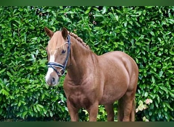 Pony tedesco, Castrone, 6 Anni, 147 cm, Sauro scuro