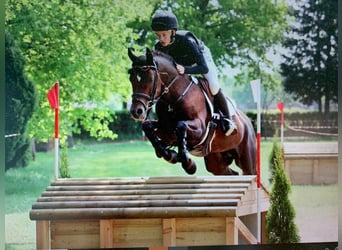 Pony tedesco, Castrone, 6 Anni, 147 cm, Sauro scuro