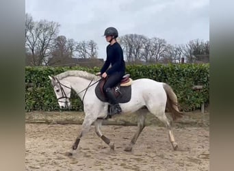 Pony tedesco, Castrone, 6 Anni, 148 cm