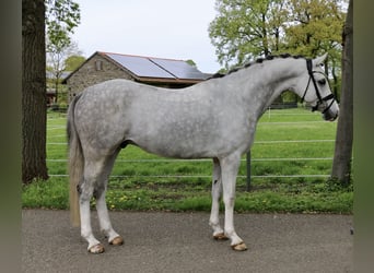 Pony tedesco, Castrone, 6 Anni, 148 cm, Grigio