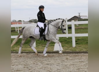 Pony tedesco, Castrone, 6 Anni, 148 cm, Grigio