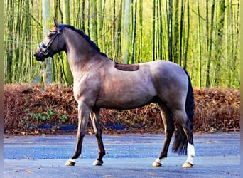 Pony tedesco, Castrone, 6 Anni, 148 cm, Morello