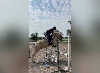 Pony tedesco, Castrone, 6 Anni, 148 cm, Palomino