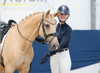 Pony tedesco, Castrone, 6 Anni, 148 cm, Palomino