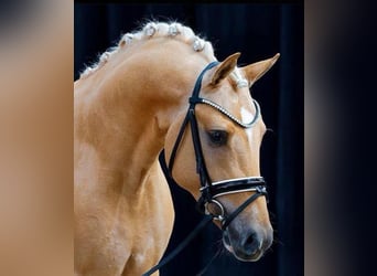 Pony tedesco, Castrone, 6 Anni, 148 cm, Palomino