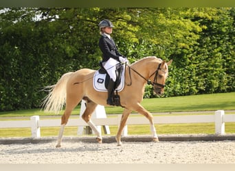 Pony tedesco, Castrone, 6 Anni, 148 cm, Palomino