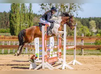 Pony tedesco, Castrone, 6 Anni, 148 cm, Pezzato