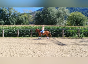 Pony tedesco, Castrone, 6 Anni, 148 cm, Sauro