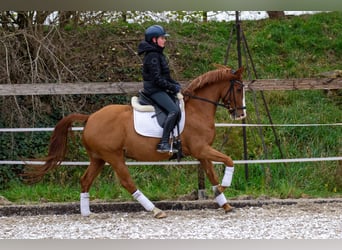Pony tedesco, Castrone, 6 Anni, 148 cm, Sauro