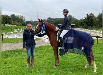 Pony tedesco, Castrone, 6 Anni, 148 cm, Sauro
