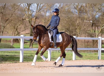 Pony tedesco, Castrone, 6 Anni, 149 cm, Baio scuro