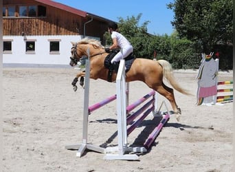Pony tedesco, Castrone, 6 Anni, 150 cm, Palomino