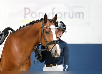 Pony tedesco, Castrone, 6 Anni, 152 cm, Baio