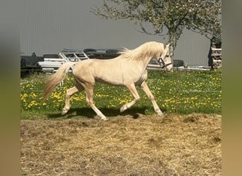 Pony tedesco, Castrone, 6 Anni, 152 cm, Palomino