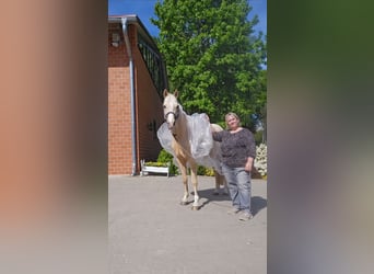 Pony tedesco, Castrone, 6 Anni, 153 cm