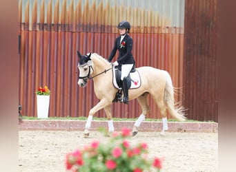Pony tedesco, Castrone, 6 Anni, 153 cm