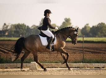 Pony tedesco, Castrone, 6 Anni, 153 cm, Roano blu
