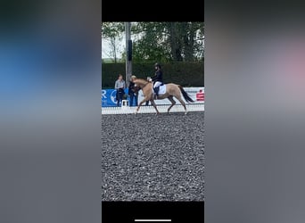 Pony tedesco, Castrone, 6 Anni, 153 cm, Sauro
