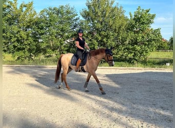 Pony tedesco, Castrone, 6 Anni, 153 cm, Sauro