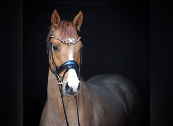 Pony tedesco, Castrone, 6 Anni, 153 cm, Sauro