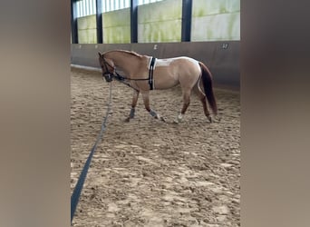 Pony tedesco, Castrone, 6 Anni, 153 cm, Sauro