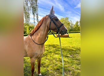 Pony tedesco, Castrone, 6 Anni, 153 cm, Sauro