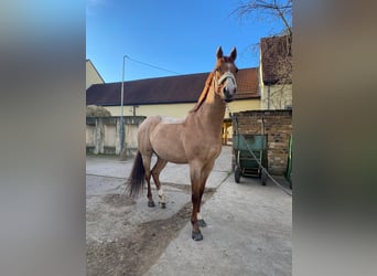 Pony tedesco, Castrone, 6 Anni, 153 cm, Sauro