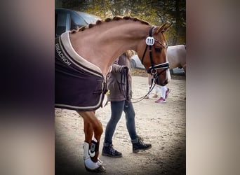 Pony tedesco, Castrone, 6 Anni, 153 cm, Sauro