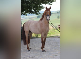 Pony tedesco, Castrone, 6 Anni, 153 cm, Sauro
