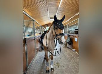 Pony tedesco, Castrone, 6 Anni, 153 cm, Sauro