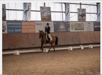Pony tedesco, Castrone, 6 Anni, 155 cm, Falbo