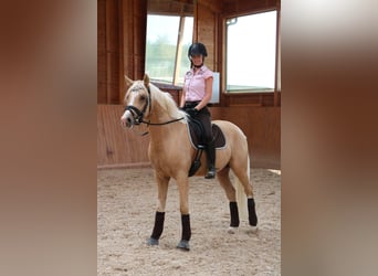 Pony tedesco, Castrone, 6 Anni, 155 cm, Palomino