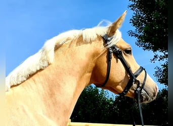 Pony tedesco, Castrone, 6 Anni, 155 cm, Palomino
