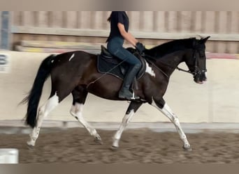 Pony tedesco Mix, Castrone, 6 Anni, 155 cm, Pezzato