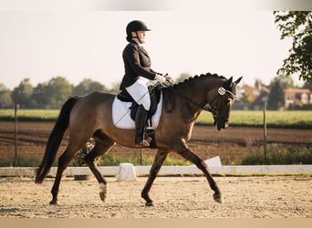 Pony tedesco, Castrone, 6 Anni, 158 cm, Roano blu