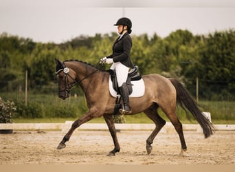 Pony tedesco, Castrone, 6 Anni, 158 cm, Roano blu