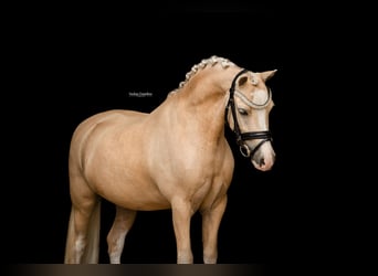 Pony tedesco, Castrone, 7 Anni, 116 cm, Palomino
