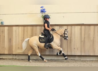 Pony tedesco, Castrone, 7 Anni, 116 cm, Palomino