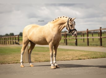Pony tedesco, Castrone, 7 Anni, 116 cm, Palomino