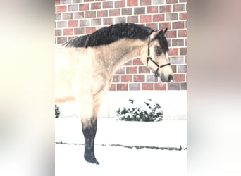 Pony tedesco, Castrone, 7 Anni, 138 cm, Falbo