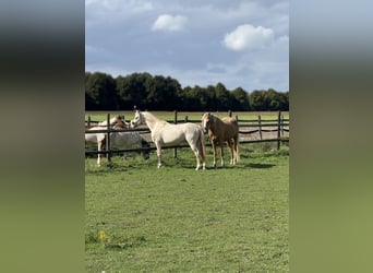 Pony tedesco, Castrone, 7 Anni, 142 cm, Cremello