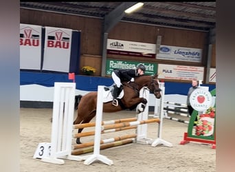 Pony tedesco, Castrone, 7 Anni, 144 cm, Baio