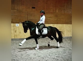 Pony tedesco, Castrone, 7 Anni, 146 cm, Baio nero