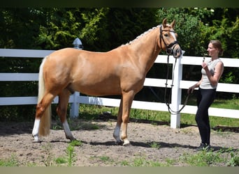Pony tedesco, Castrone, 7 Anni, 146 cm, Palomino