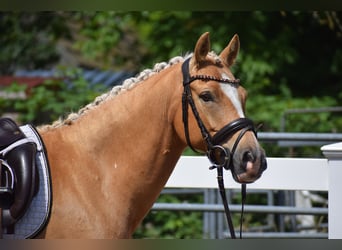 Pony tedesco, Castrone, 7 Anni, 146 cm, Palomino