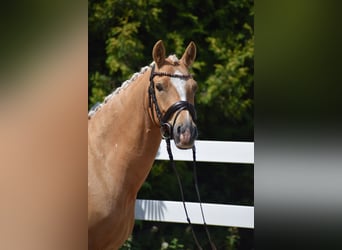 Pony tedesco, Castrone, 7 Anni, 146 cm, Palomino